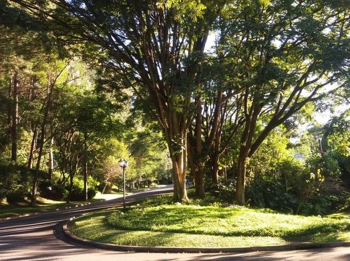 Alameda arborizada com luz da manhã