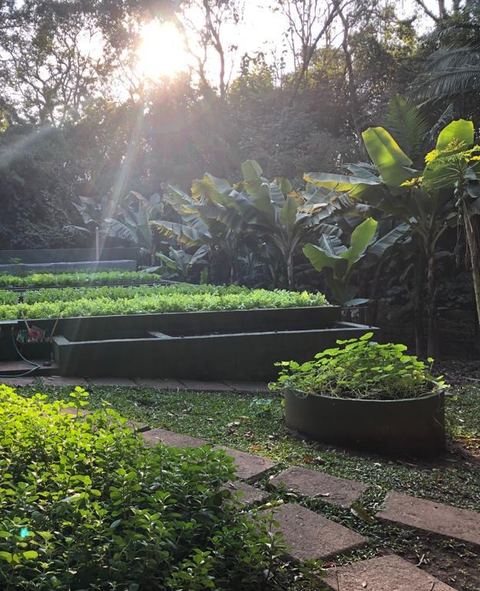 Horta com luz entre as árvores