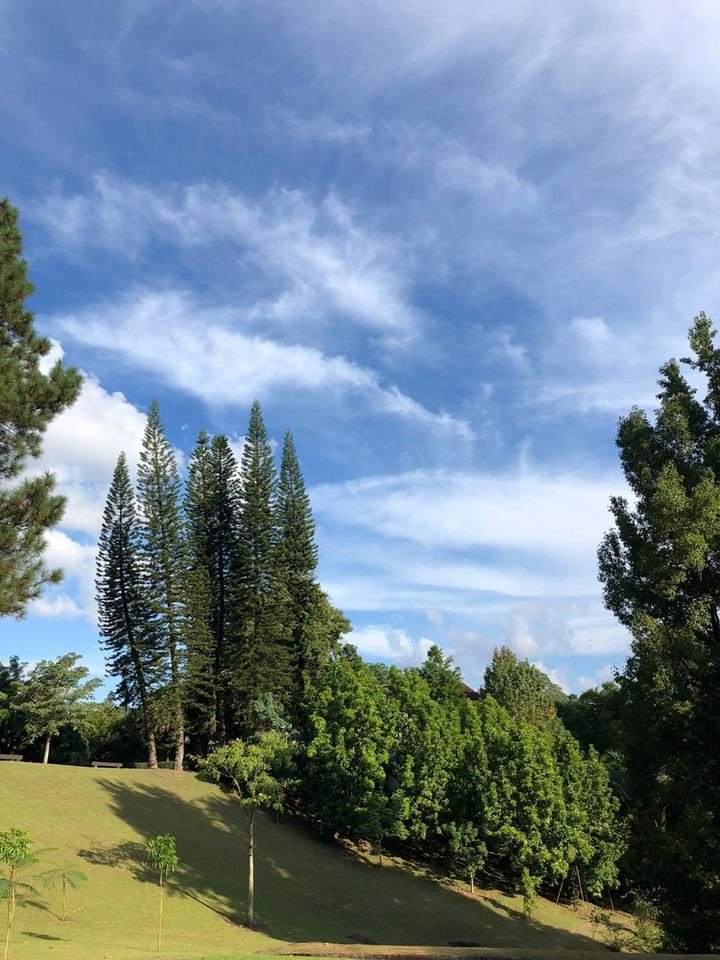 Pinheiros e céu sobre o gramado